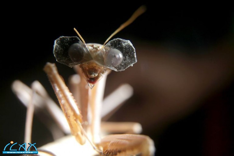 prayingmantis3dglasses-3.jpg