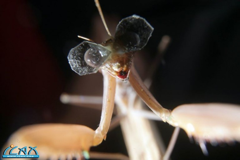 prayingmantis3dglasses.jpg