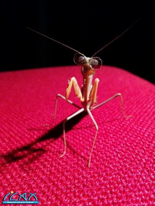 prayingmantis3dglasses-6.jpg